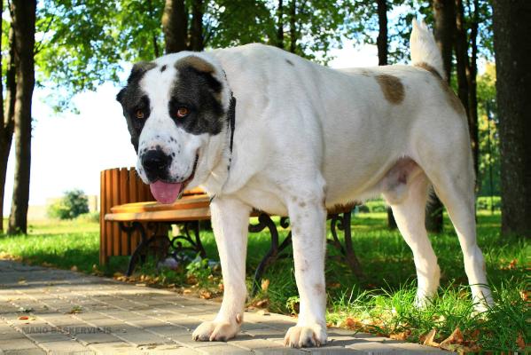 IT-Mert Fenomenas | Central Asian Shepherd Dog 