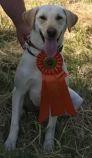 Ckj Dixie's Dynasty Pearl Girl SH | Yellow Labrador Retriver