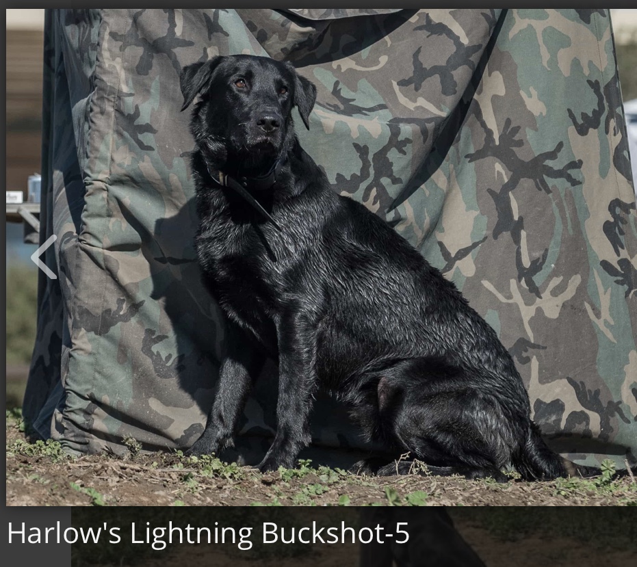 Harlow's Lightning Buckshot | Black Labrador Retriver