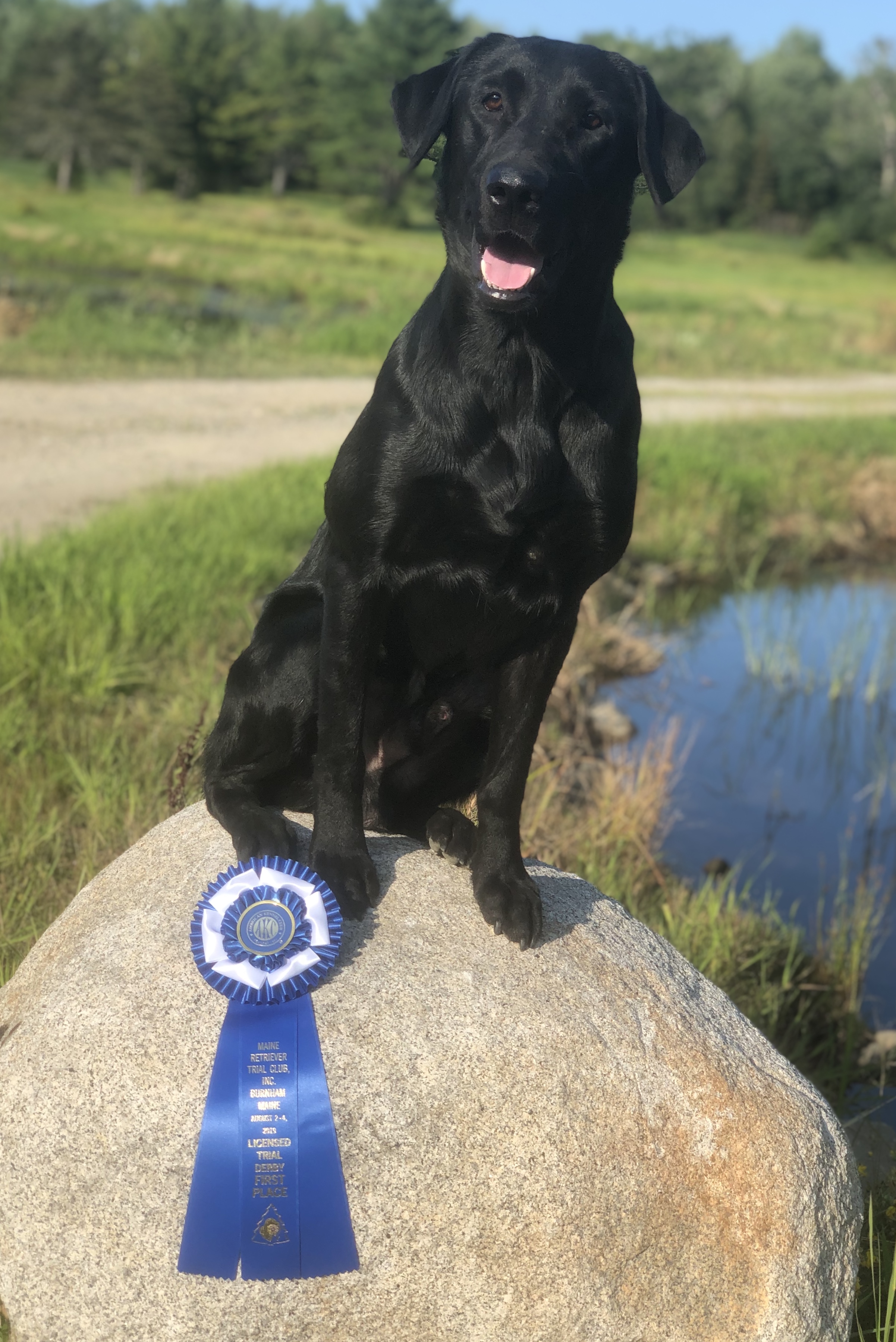 Swift Creeks Capital Gains MH QAA NDL | Black Labrador Retriver