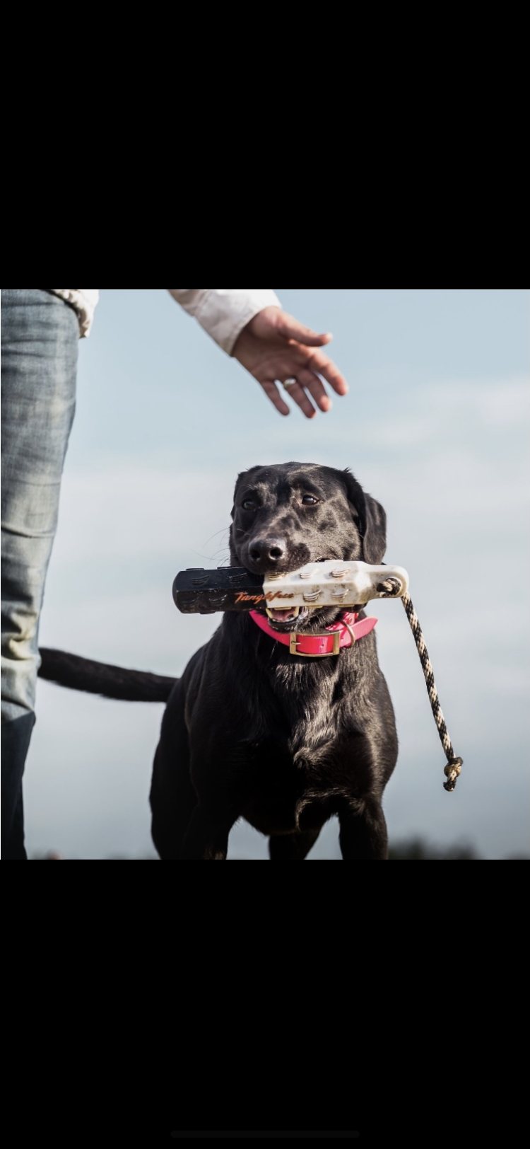 Sheetwater’s Bad Moon Rising | Black Labrador Retriver