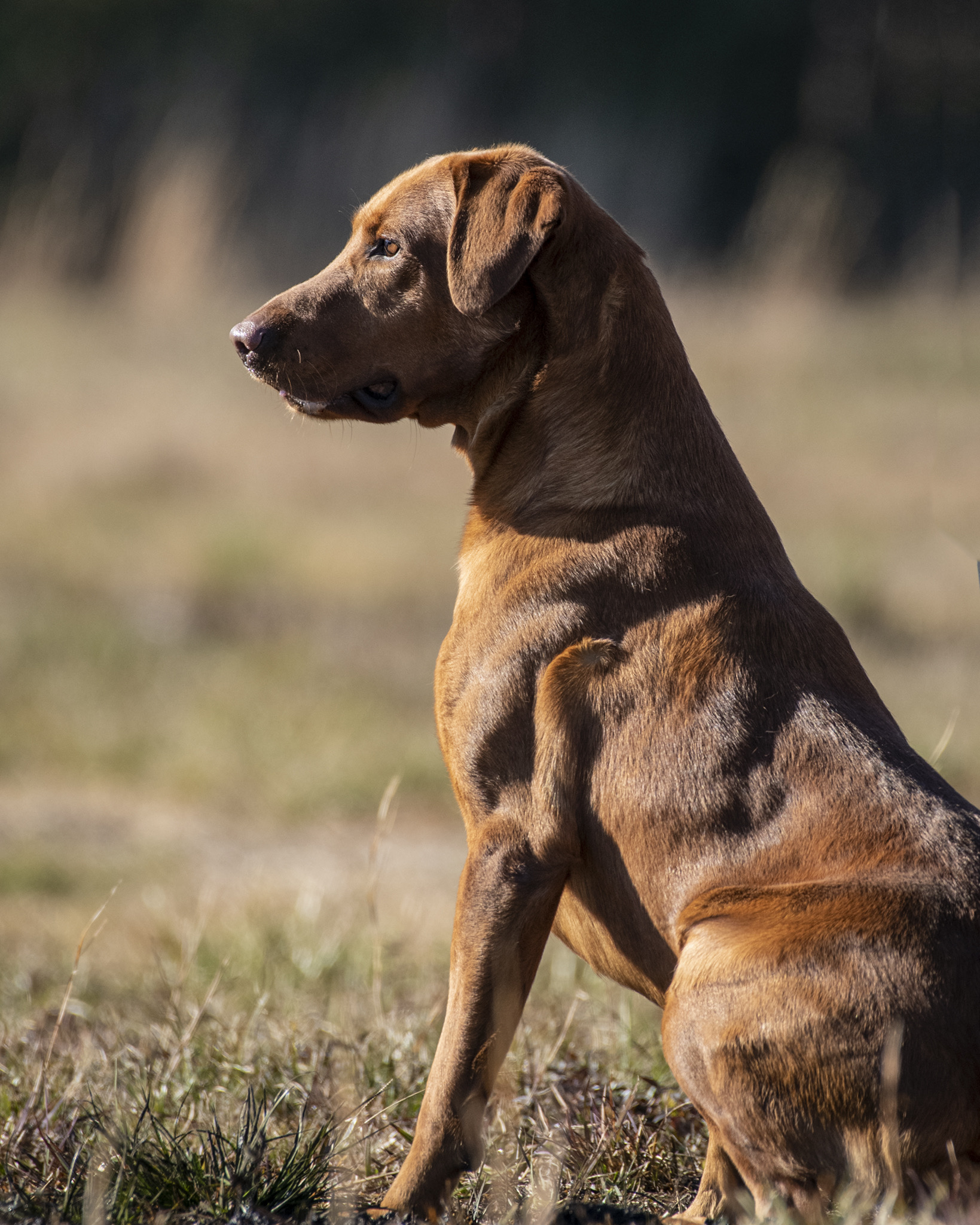 HRCH GT's Gunnin For Feathers MH | Yellow Labrador Retriver