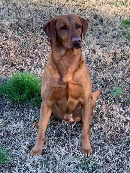 HRCH GT's Gunnin For Feathers MH | Yellow Labrador Retriver