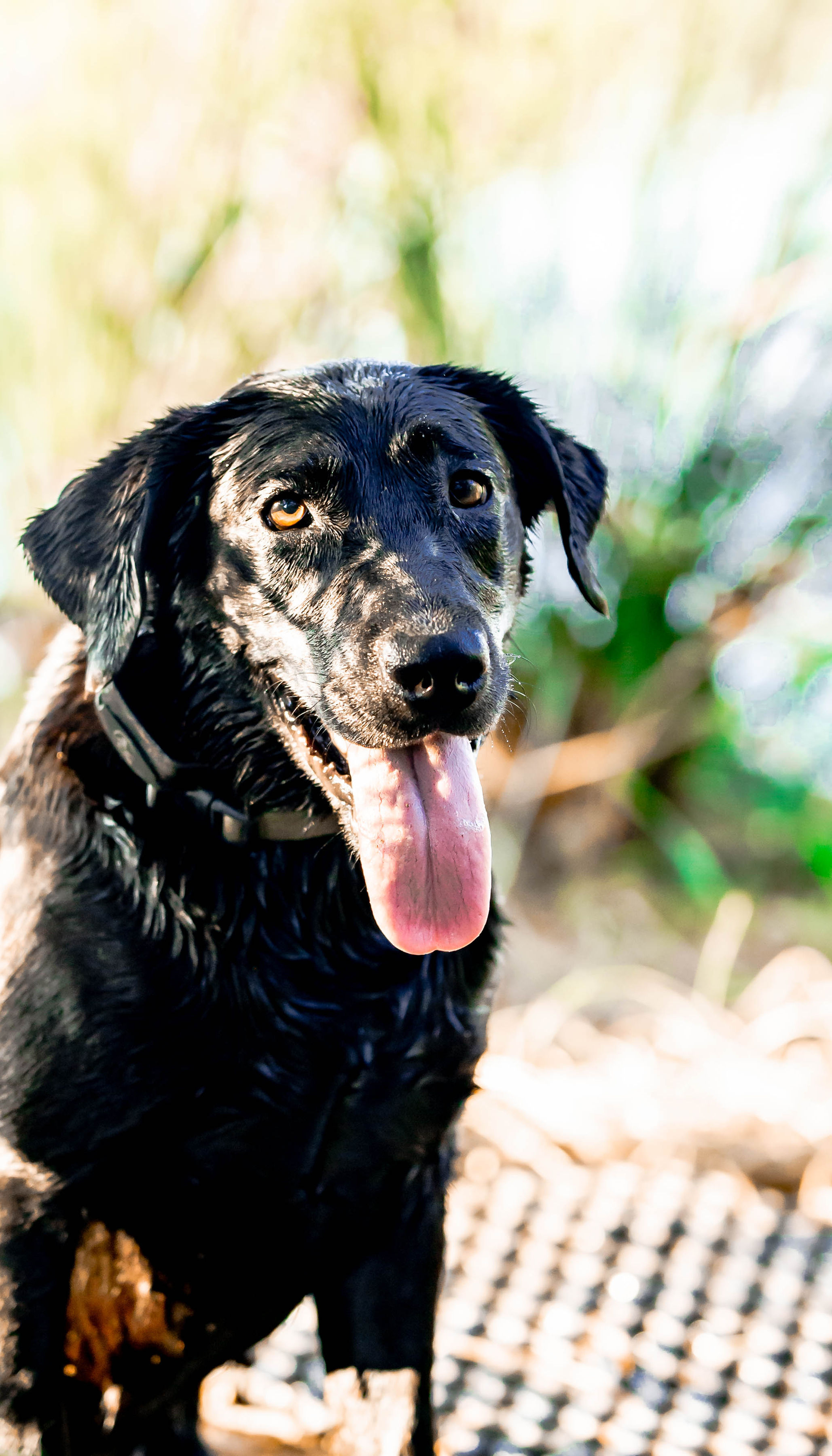 Bixie Bella Isom | Black Labrador Retriver