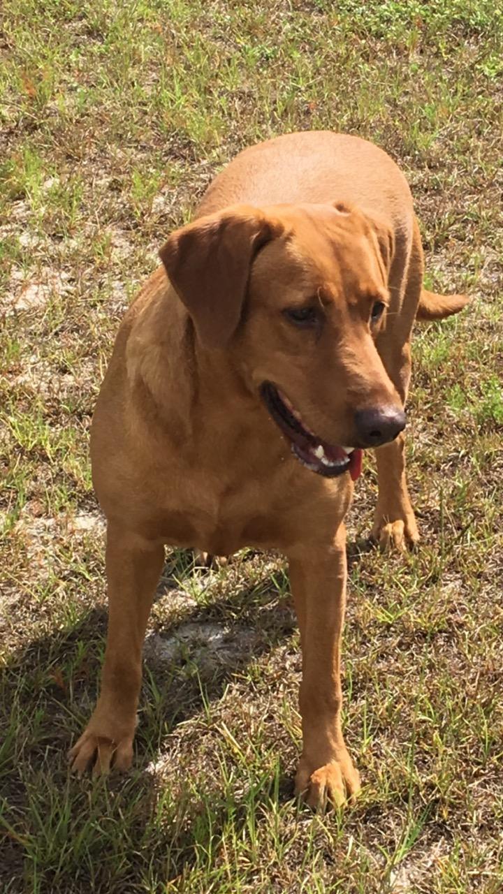 Peabody Ranch's Foxy Roxy | Yellow Labrador Retriver