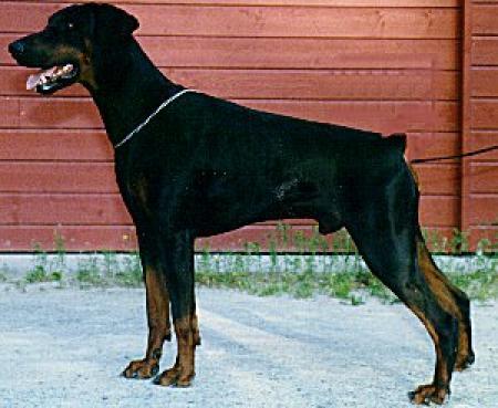 Earl-Wiking v. Alpha Nordic | Black Doberman Pinscher