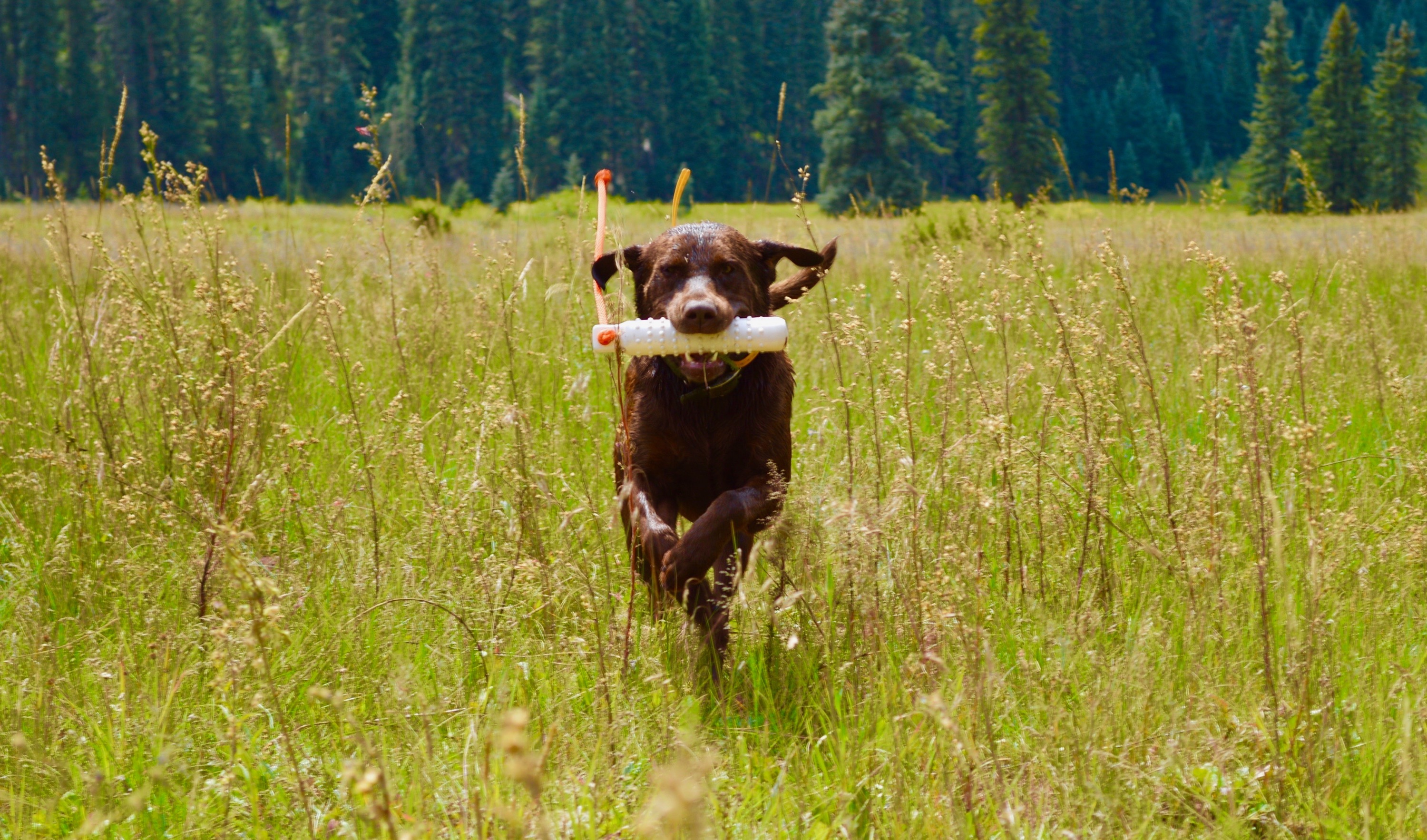 Waterloo’s Charlie Brown | Chocolate Labrador Retriver