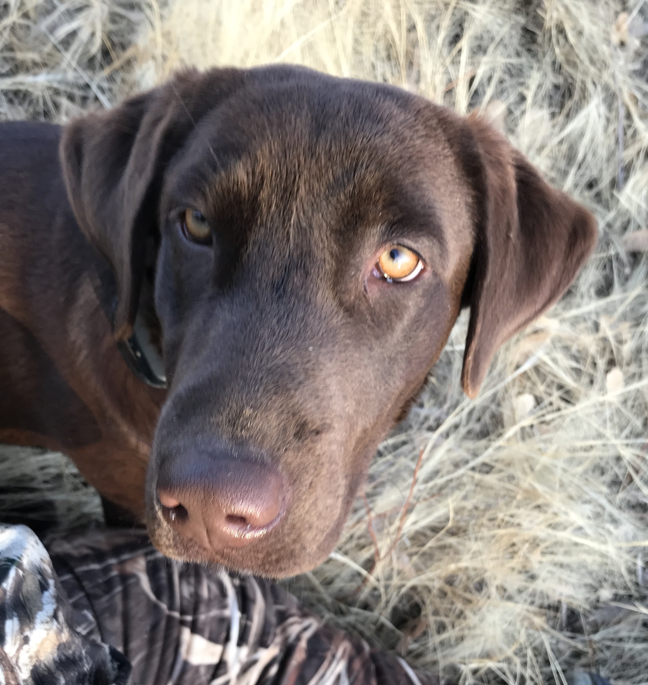 High Desert’s Diamond Roux | Chocolate Labrador Retriver