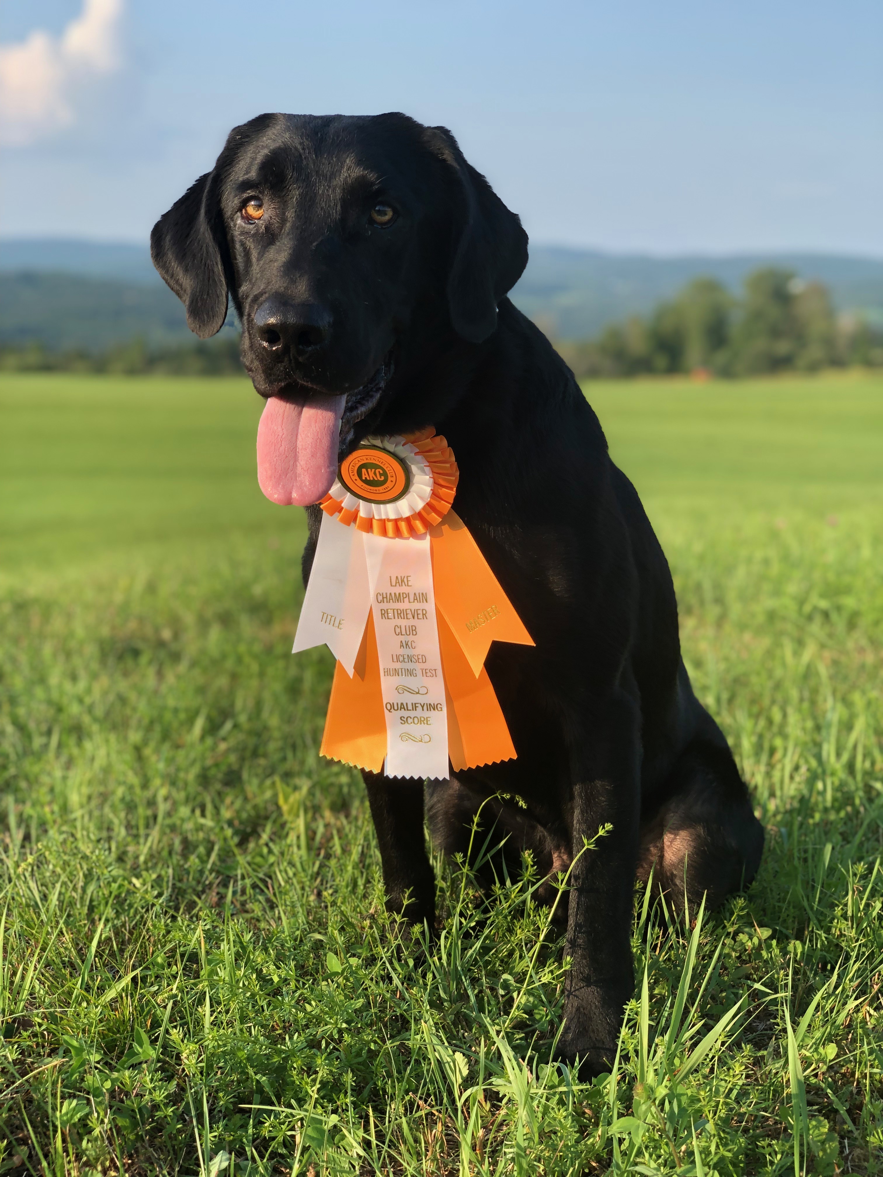 Triple Crown’s Catch Me If You Can MH | Black Labrador Retriver