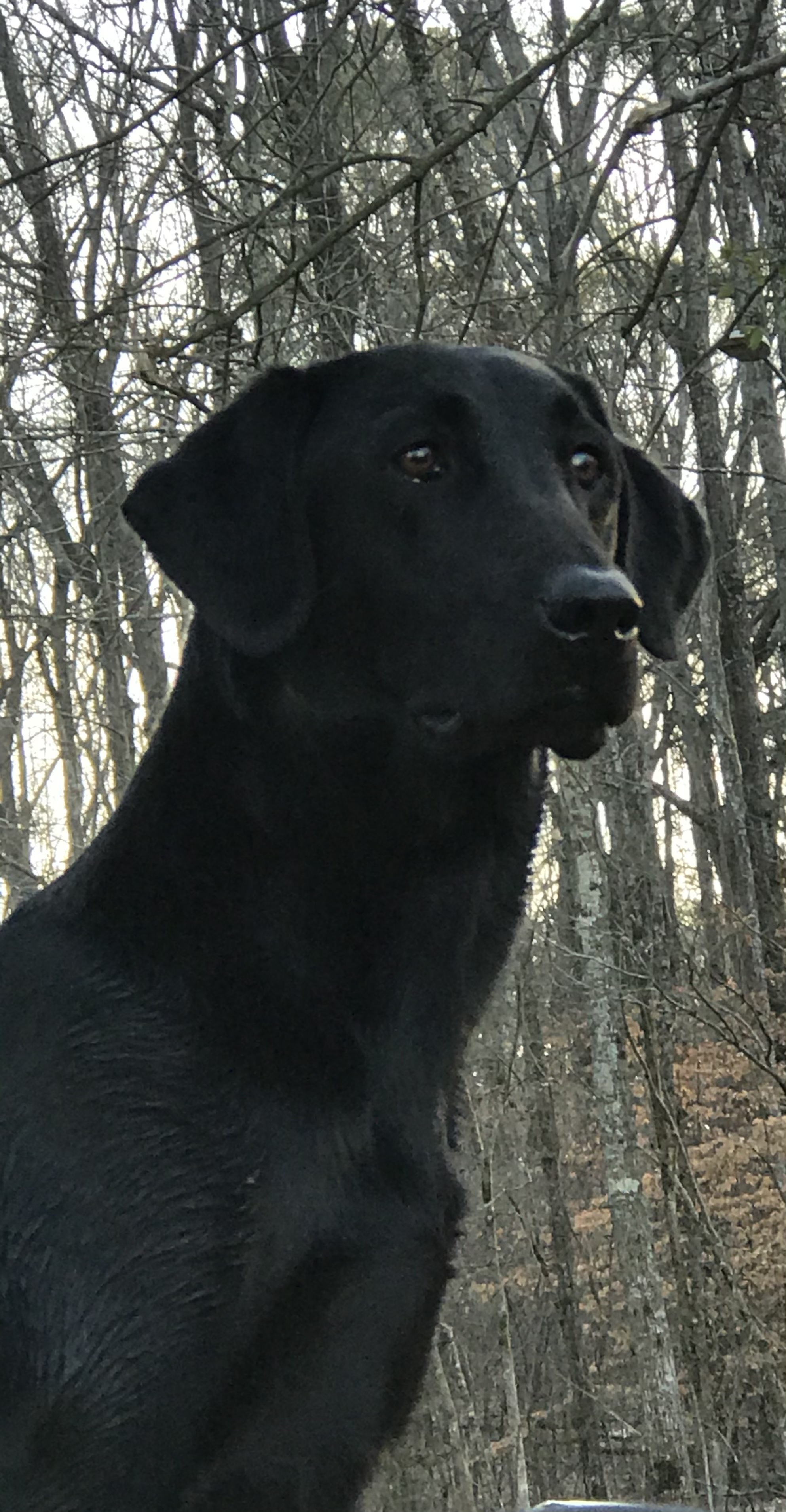 HRCH Baby Blue Hells Angel MH | Black Labrador Retriver