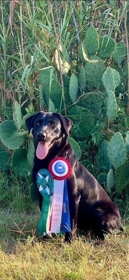 HRCH Whiskey Chaser Maddie | Black Labrador Retriver