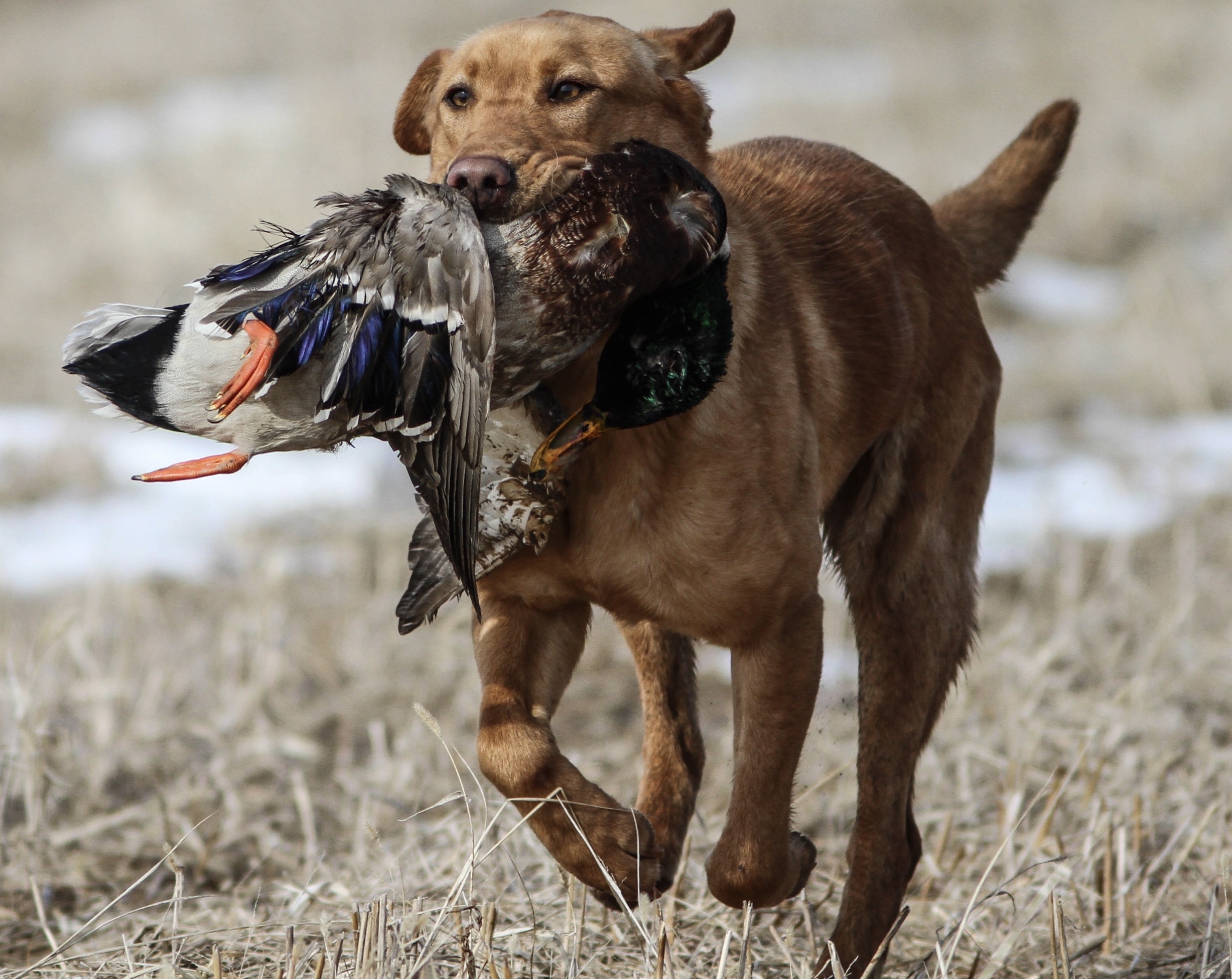 GMPR  Redstorm's Tomb Raider Of Black Ice Retrievers | Yellow Labrador Retriver