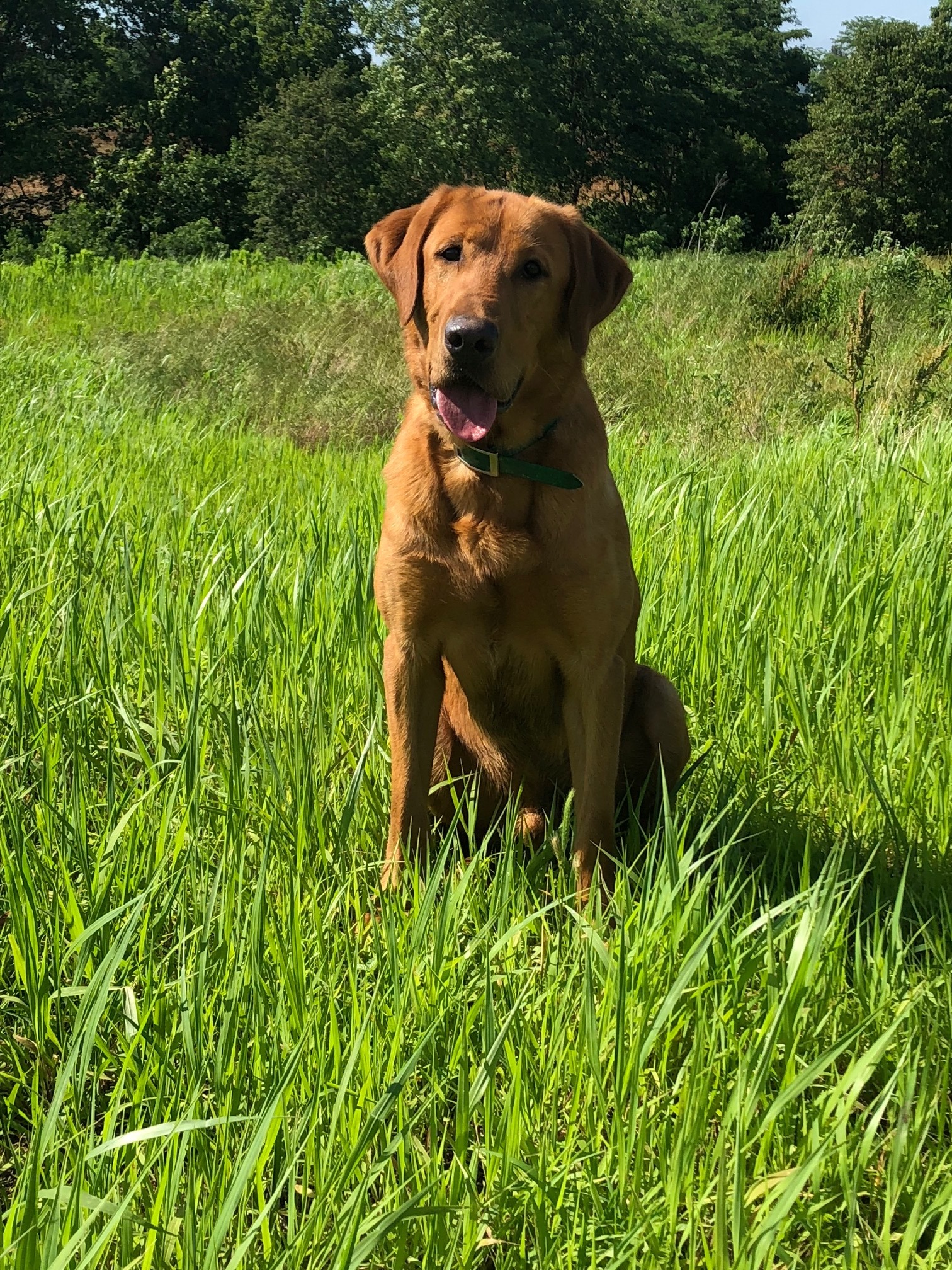 HR RFC'S RED RIVER SNAPSHOT SH | Yellow Labrador Retriver