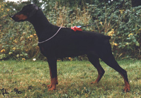 Jean Dark Elisabeth-Arden | Black Doberman Pinscher