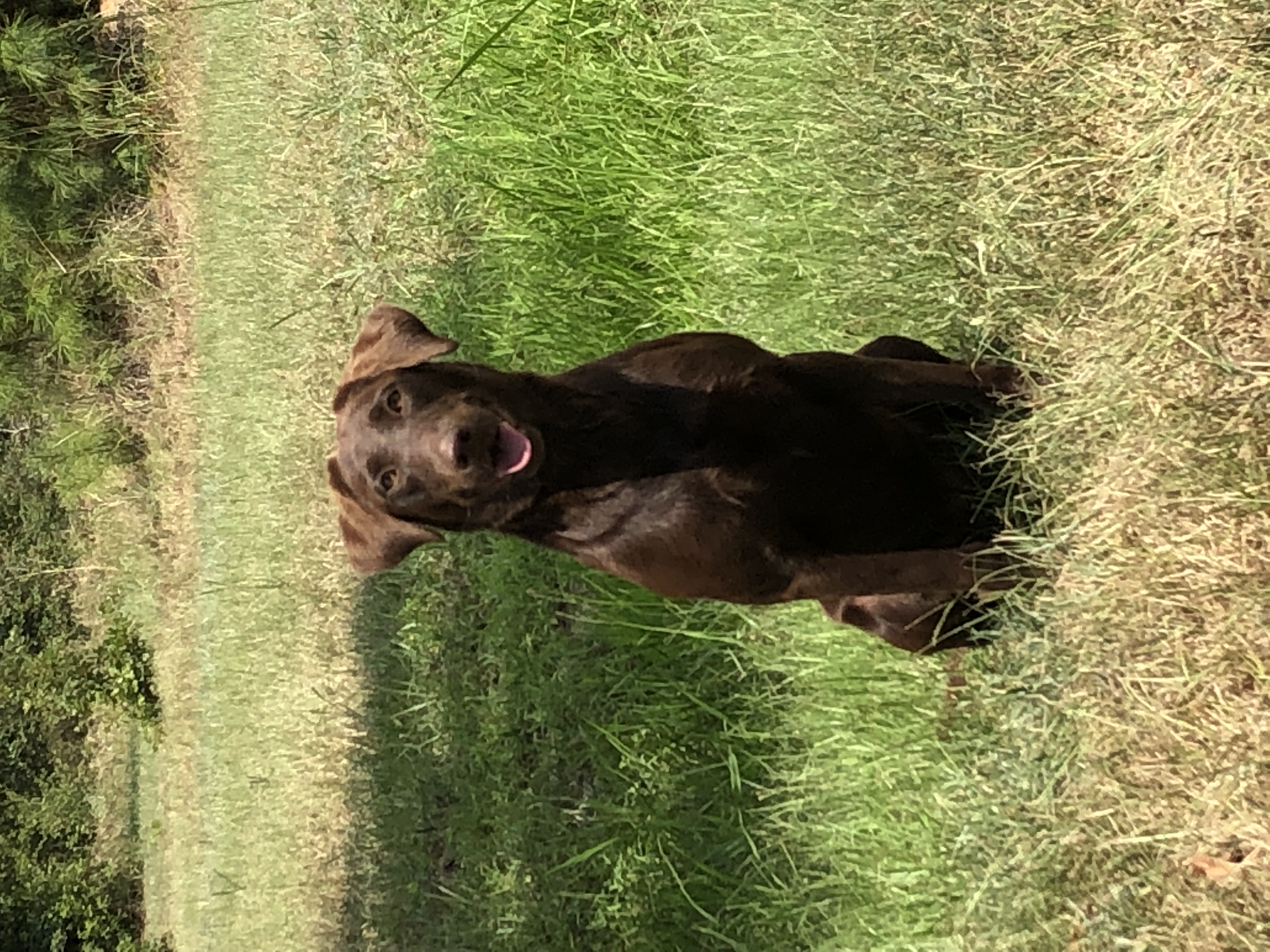 Leitner Farms Miss Daisy Dukes Of Sunny Height's JH | Chocolate Labrador Retriver