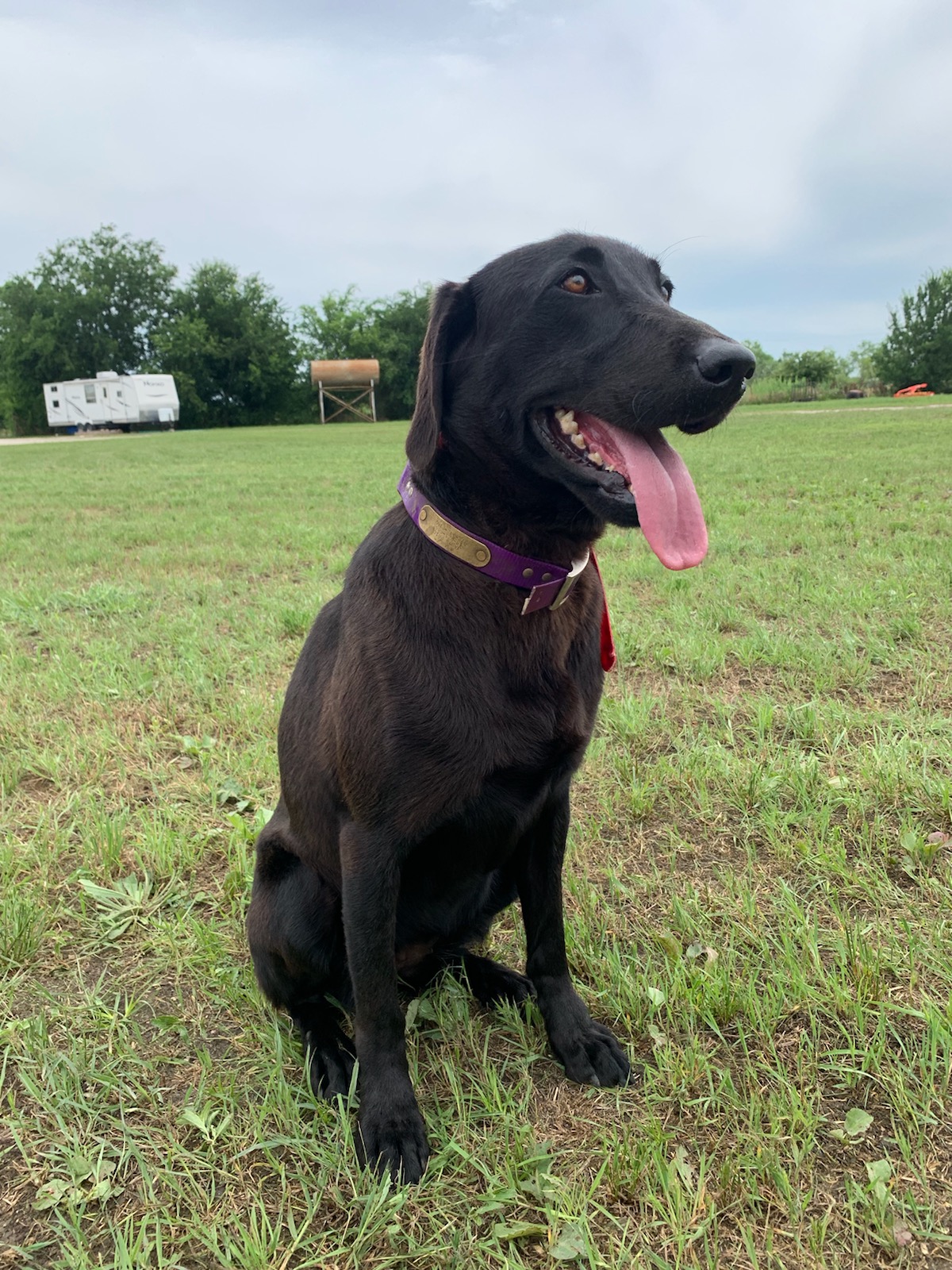 Molly Salty Dog | Black Labrador Retriver