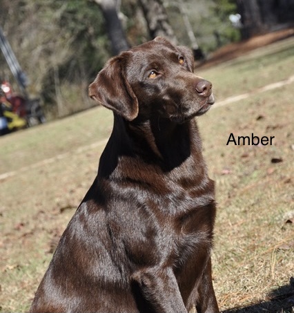 Big Creek's Amber Ale | Chocolate Labrador Retriver