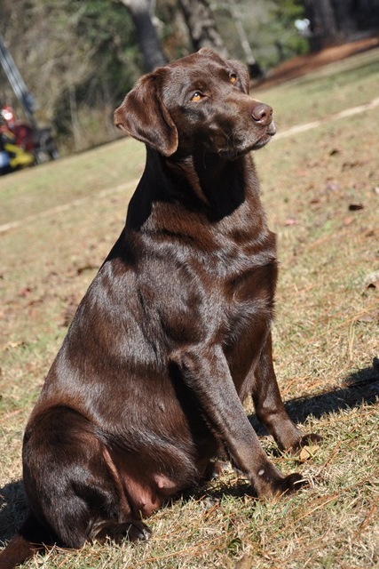 Big Creek's Amber Ale | Chocolate Labrador Retriver