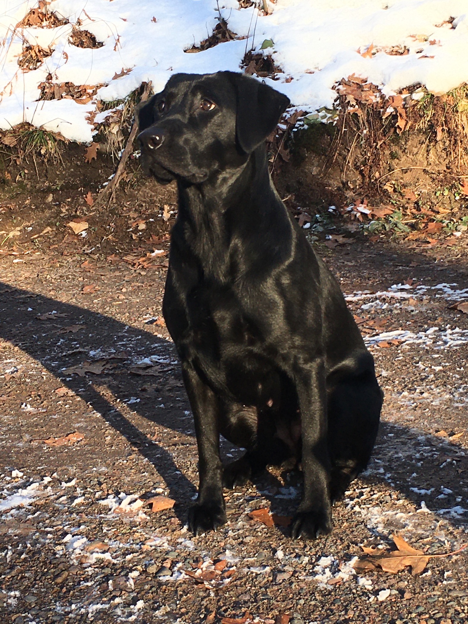 Piddle Creek’s One More For The Road MH | Black Labrador Retriver