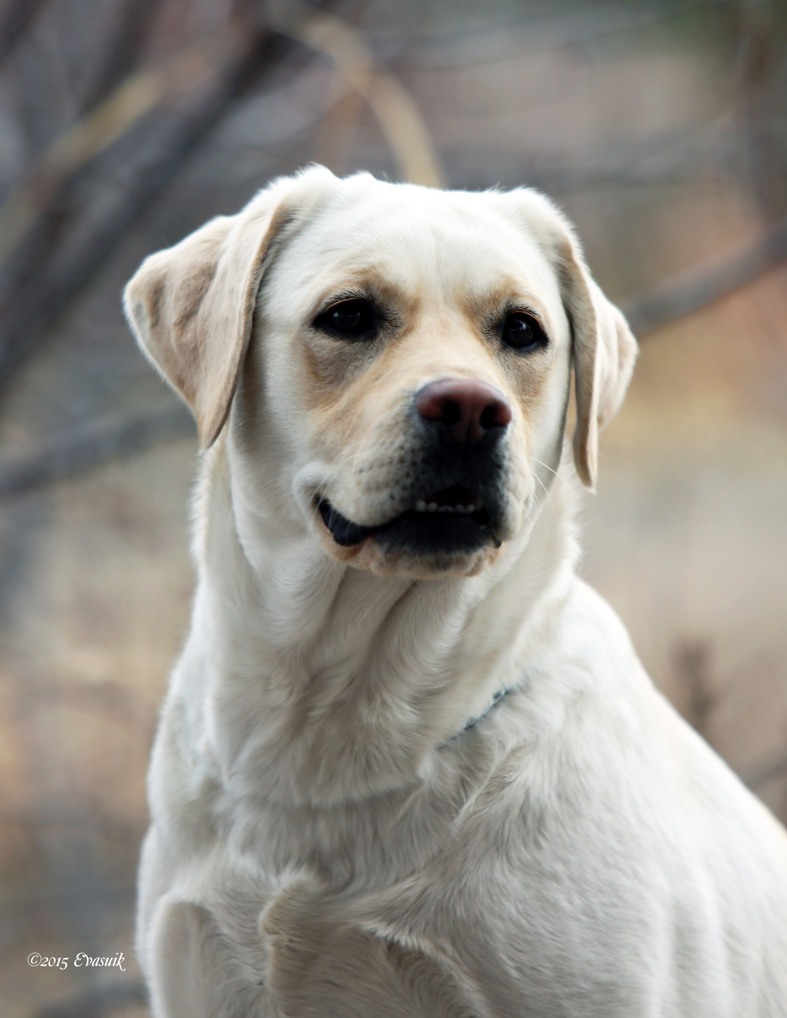 Bluff View's Noahalla JH | Yellow Labrador Retriver