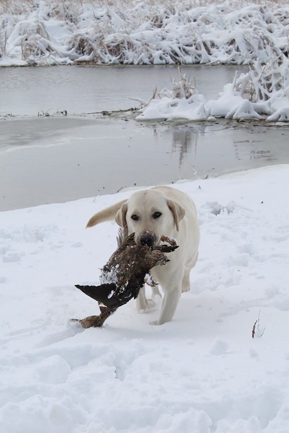 Fsr Dakota's Top Of My Game TKN | Yellow Labrador Retriver