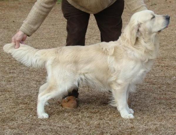 Goldkitts Pride of Cornwall at Ventess | Golden Retriever 