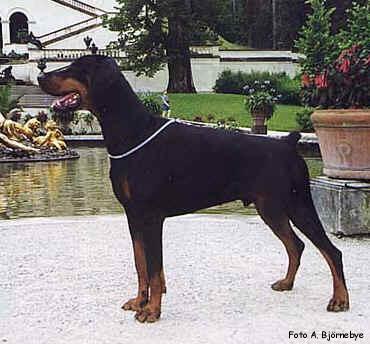 Jean Dark Fidji-Fuirinus | Black Doberman Pinscher