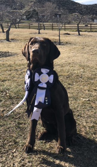 SHR Alaska’s Chocolate Shasta Daisy TKN CGC FDC RATN | Chocolate Labrador Retriver