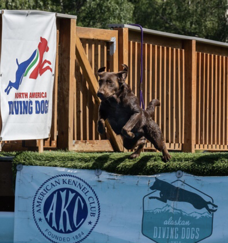 SHR Alaska’s Chocolate Shasta Daisy TKN CGC FDC RATN | Chocolate Labrador Retriver