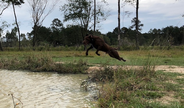 HRCH Atp Madd Maxx Of Pride | Chocolate Labrador Retriver