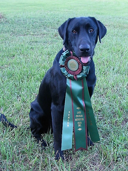 Sapaha's Stung By A Hornet MH | Black Labrador Retriver