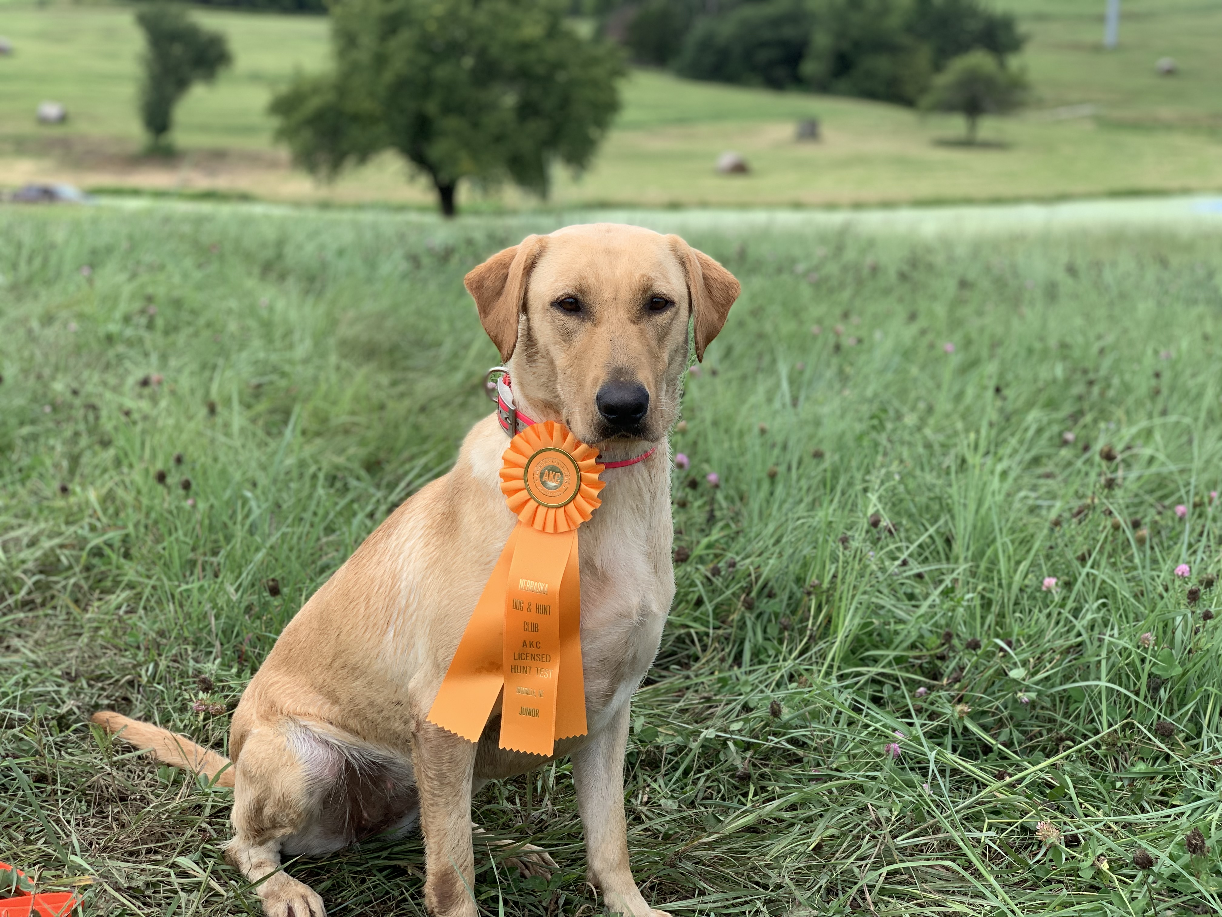 SHR Wolf Den's 3 Ring Point'r North Star Venus JH | Yellow Labrador Retriver