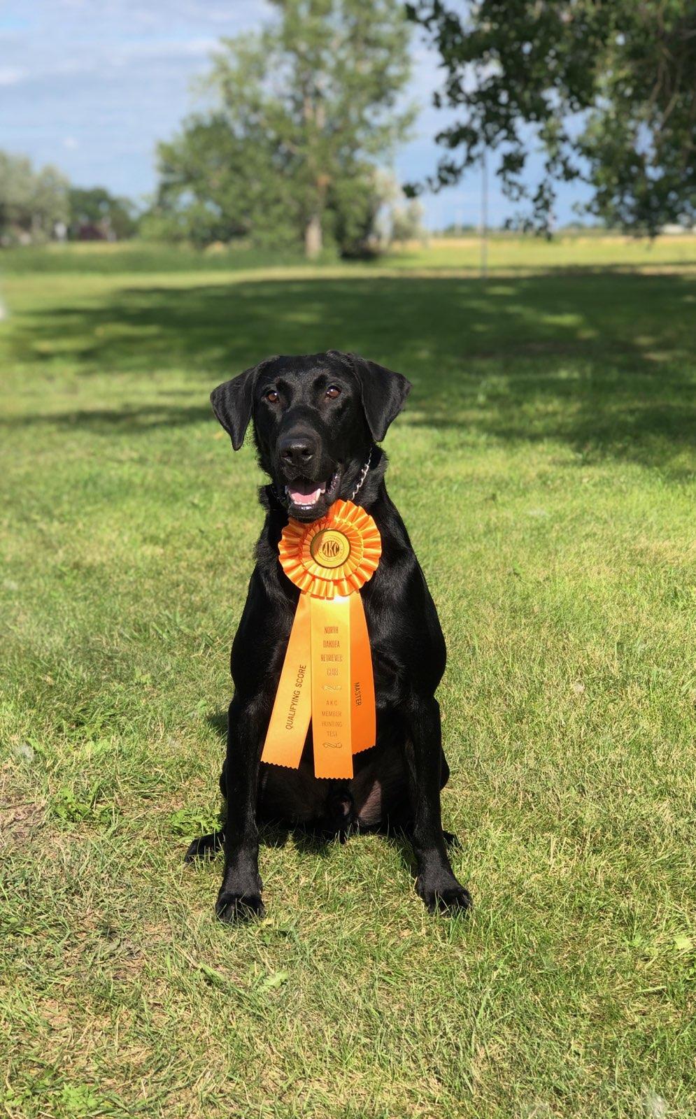 Tupleo Ridge's Flying South For The Winter MH | Black Labrador Retriver