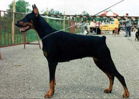 Nikita v.d. Donken | Black Doberman Pinscher