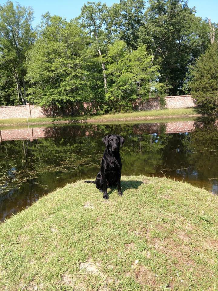 Rushcreek's Spirit Of Ace And Marker | Black Labrador Retriver