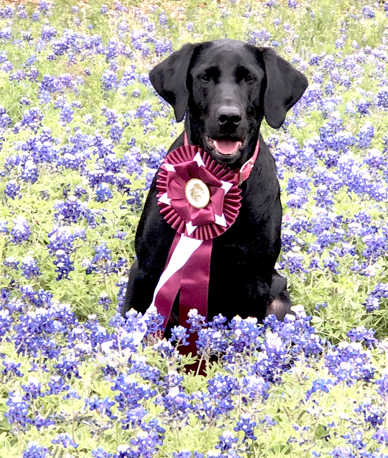 Bella Sun Landrys Best Roux JR, SR, MH | Black Labrador Retriver