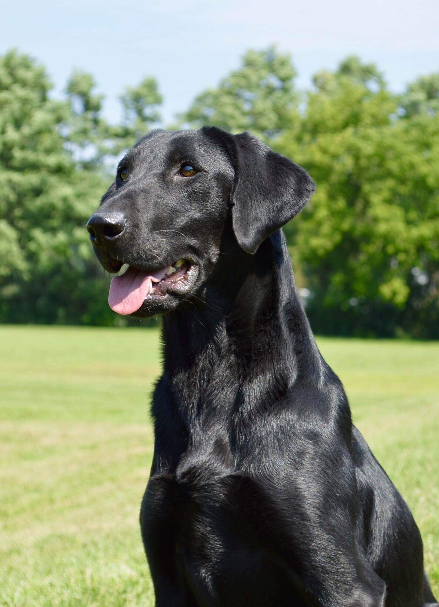 Seaside’s Invasion of Privacy | Black Labrador Retriver