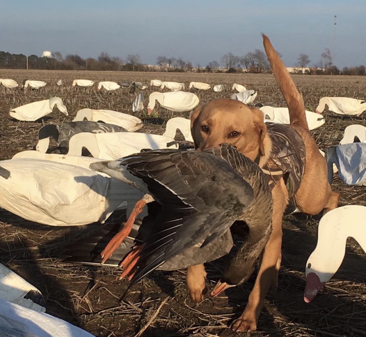 Sweet Marie’s Copper | Yellow Labrador Retriver