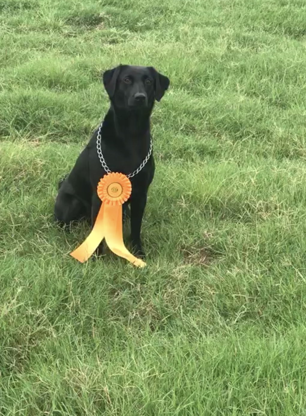 Cody’s Sadie Kate | Black Labrador Retriver