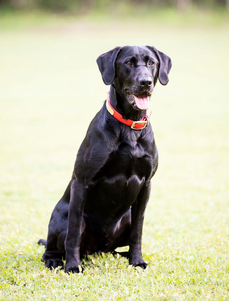 Candlewood’s Five Star Mister C SH | Black Labrador Retriver