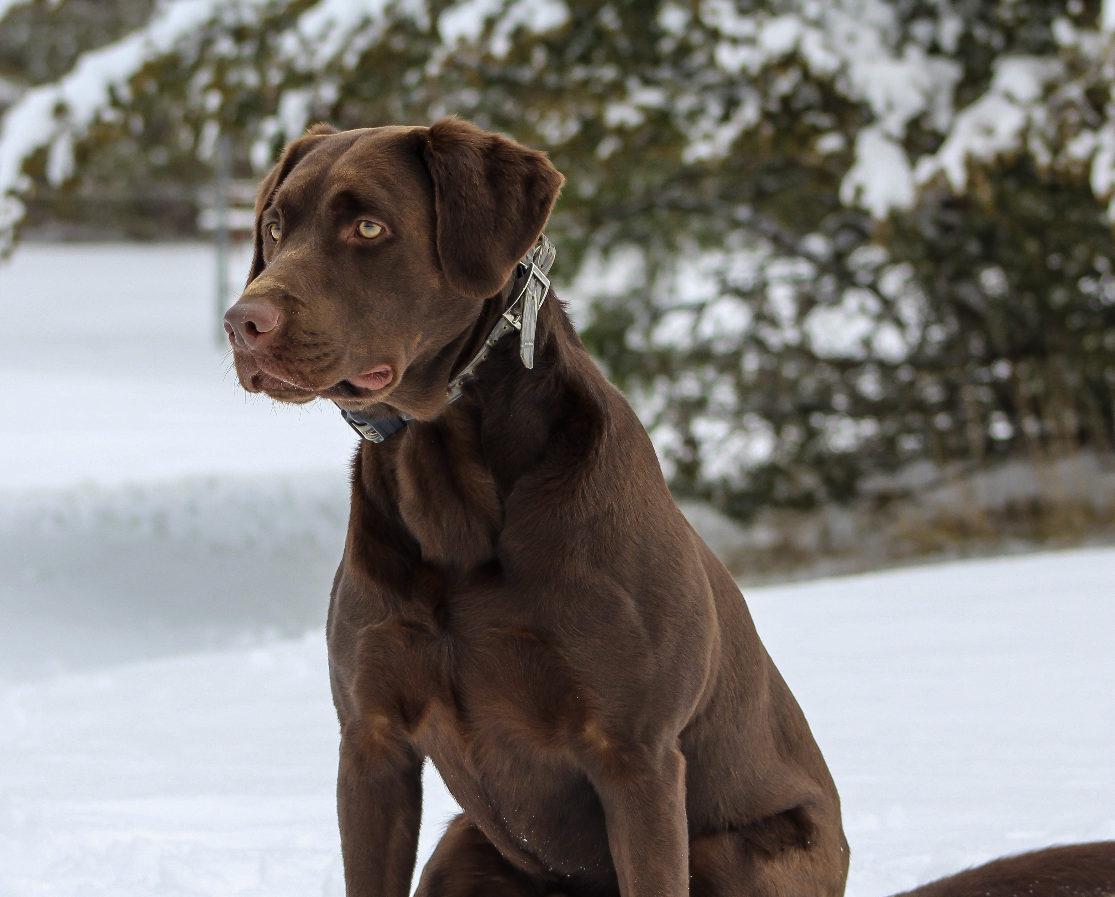 Big Rivers Game of Rochambeau JH | Chocolate Labrador Retriver