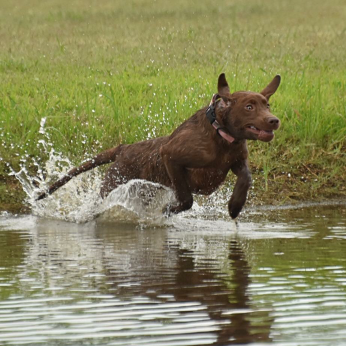 Cross RB Grace Is Amazing JH | Chocolate Labrador Retriver