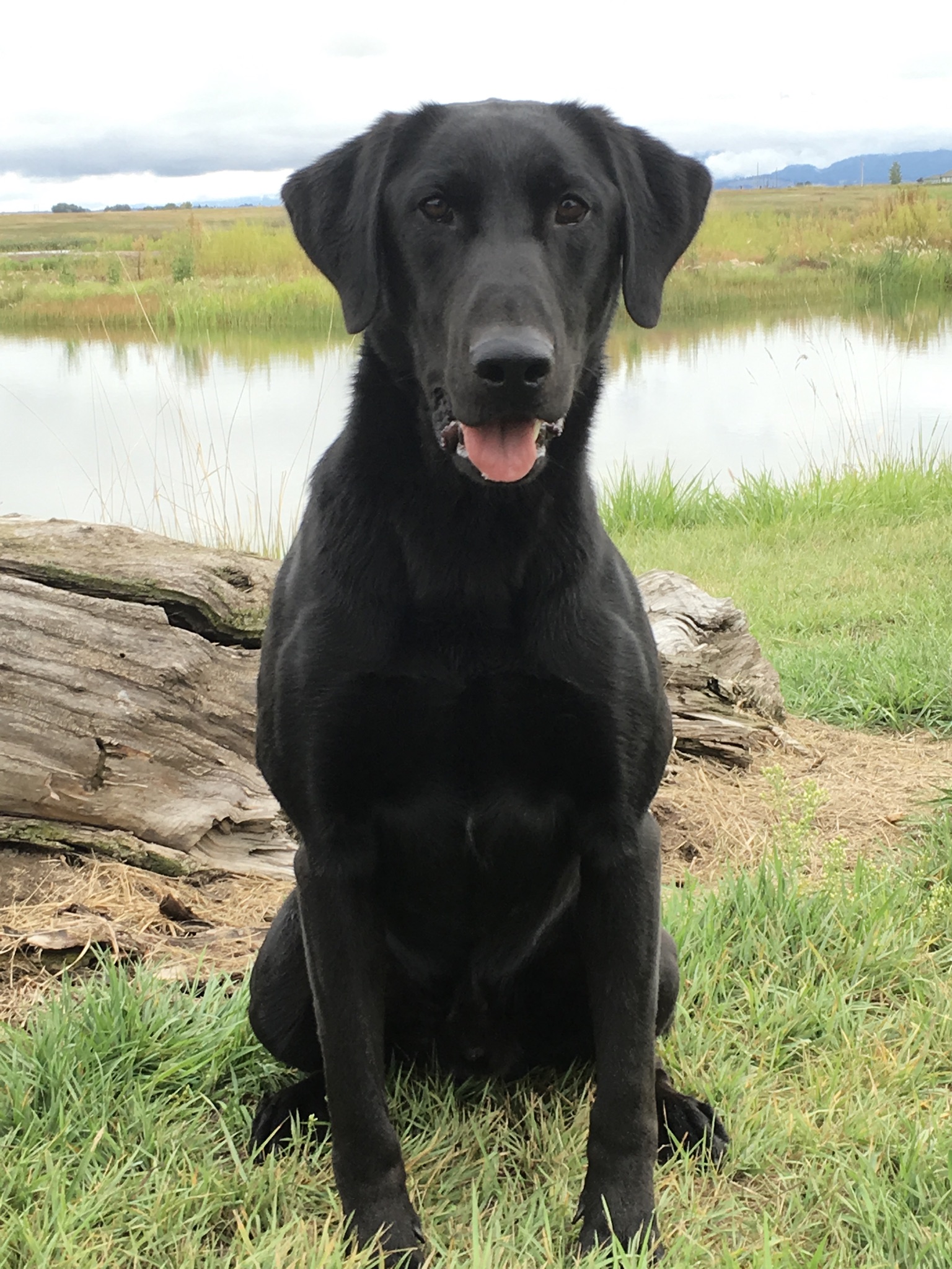 Seaside’s Charming Pirate | Black Labrador Retriver