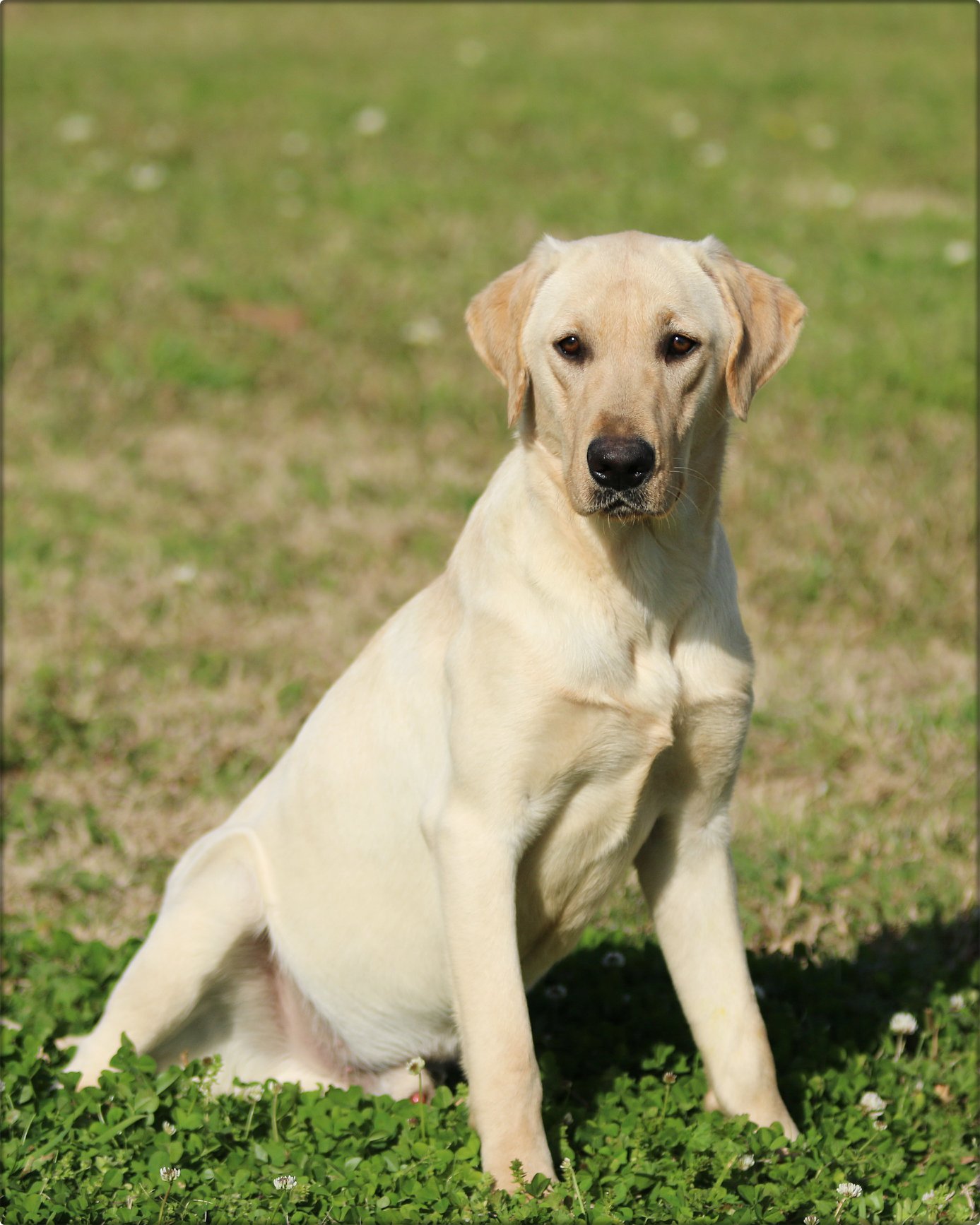 SHR  SBR Drake's Legacy Lives On | Yellow Labrador Retriver