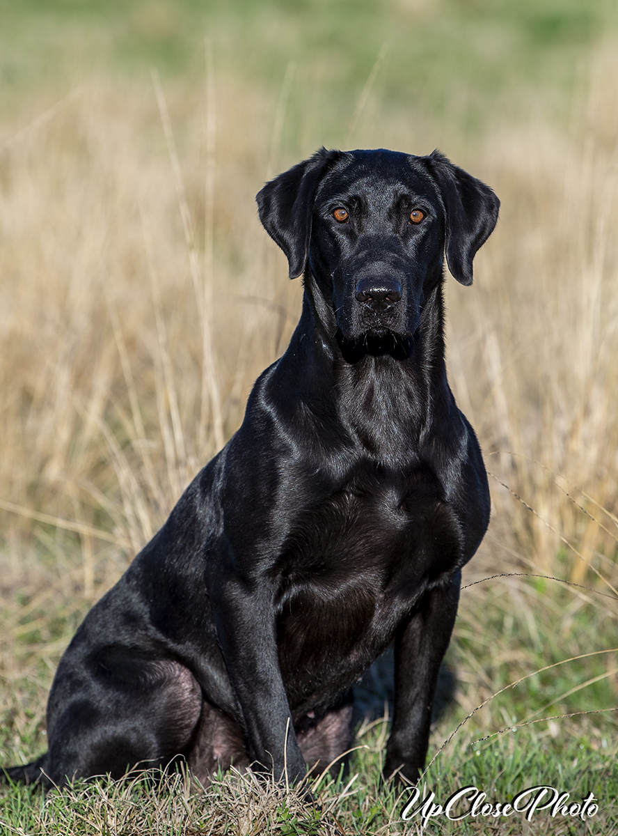 FTCH November Morning Rain QAA | Black Labrador Retriver