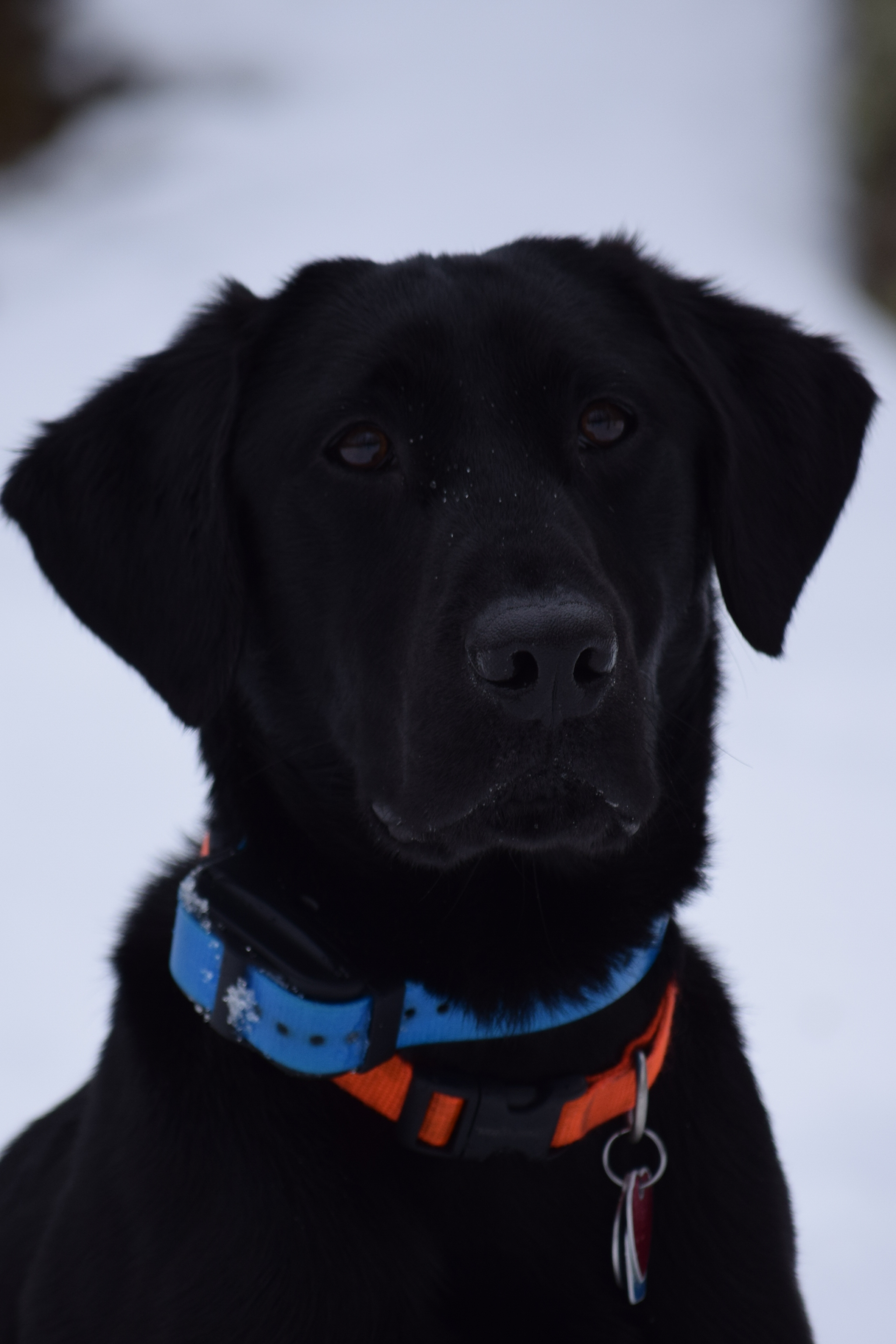 Gods Mighty Ridge Of Harvest Moon Farm | Black Labrador Retriver