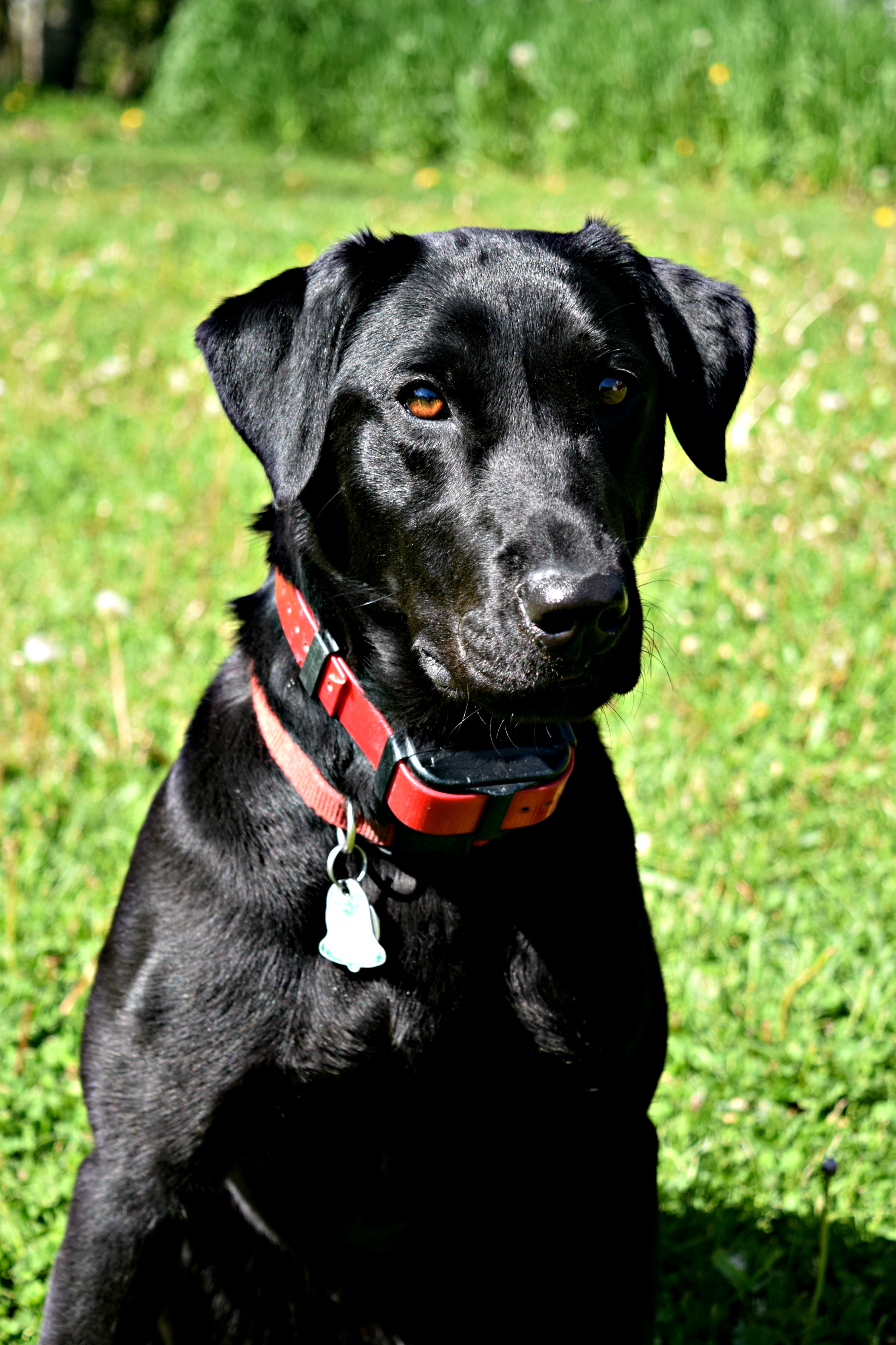 More Precious Than Rubies | Black Labrador Retriver