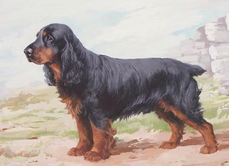 Lanehead GLTedge of Giralda | English Cocker Spaniel 