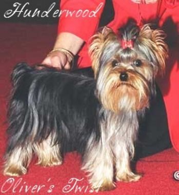 Hunderwood Oliver's Twist | Yorkshire Terrier 