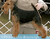 Sharireab's Hula Girl at Heart | Welsh Terrier 